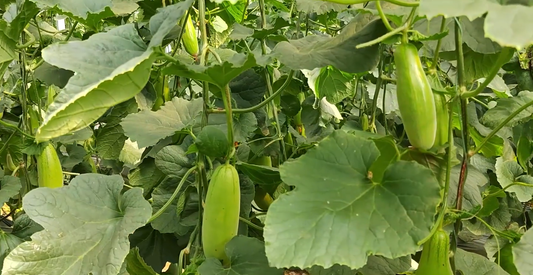 Vegetables are always weak in root and low in yield Just do one more thing after planting, strong roots can also promote growth in gardening