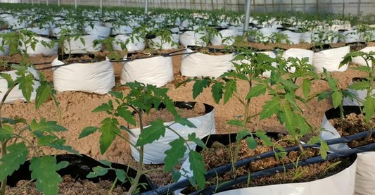 Why can vegetable deficiency occur when more fertilizer is applied in gardening? Growers: two issues to pay attention to.