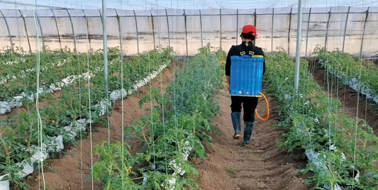 Too much trouble in the shed Instead of soilless cultivation, the yield of vegetables is high and there is no repetition in gardening