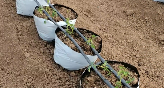 How can farmers water soilless seedlings? Pay attention to 2 points, slow seedlings, fast growth in gardening