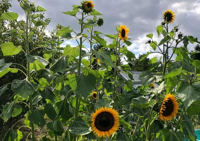 Sunflower Flowers moving towards the sun? Actually, the stem is moving. Why is it facing east when it's ripe?