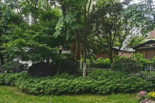 How to check the trees after planting to confirm whether the seedlings are survived for garden